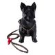 coleira-e-guia-urso-m-paws-z18